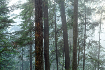 Fog and mist in in the woods in Lynn Canyon Park