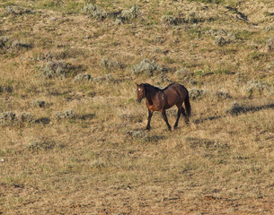 Wild Bachelor Stallion Crossing a Priarie