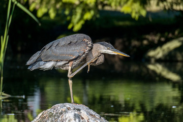 Heron scratch its neck under the sun on a rock in the pond