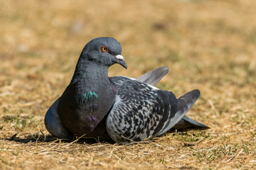 a pigeon resting on the dry grass ground and turn head to the right