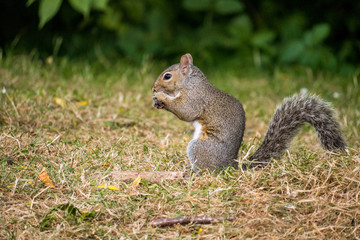 Naklejka na ściany i meble squirrel eating on the ground with green bushes on the background