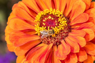 Biene auf Blüte bei der Arbeit