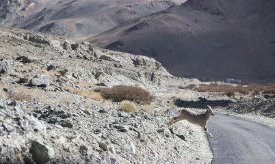 Ibex running to cross the road