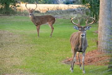 Two grazing Bucks