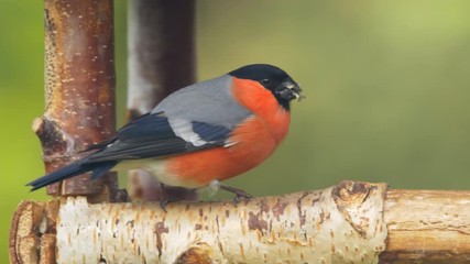 Eurasian bullfinch eating in feeder