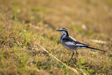 Obraz premium 荒川堤防 133