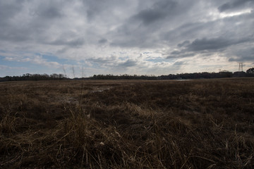 Fototapeta premium Dried marsh grass and reeds during the winter