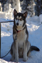 husky