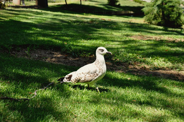 The Bird