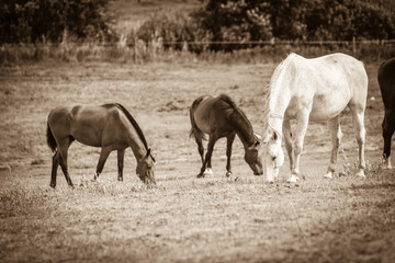 Horses herd on meadow field during summer