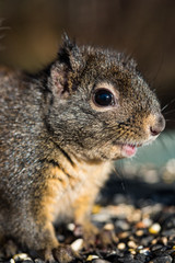 close up shot of tiny fat squirrel in the winter