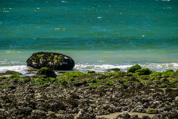 algae covered rocky beach with green hue ocean and big rock on the side