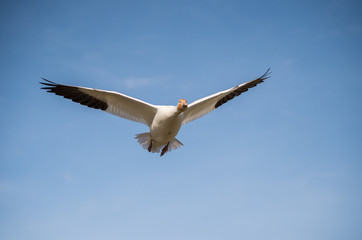 snow goose in flight with blue sky background