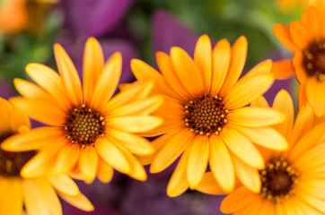 two orange daisy flowers