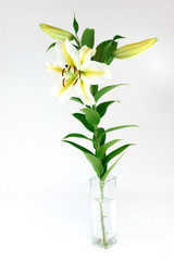 fresh lily in the glass vase isolated on white background