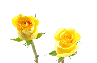 Fototapeta premium yellow rose isolated on the white background