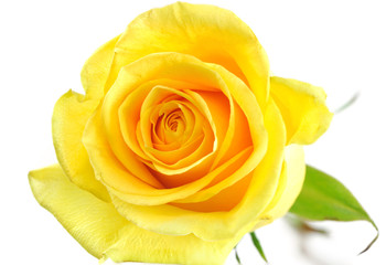 Single yellow rose isolated on the white background
