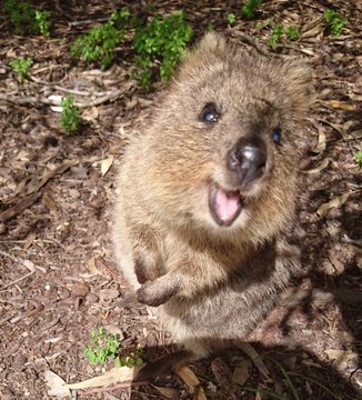 Quokka Images – Browse 2,112 Stock Photos, Vectors, and ...