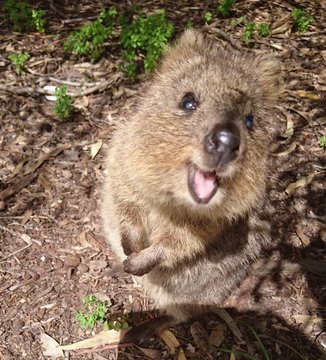 376 BEST Happy Quokka IMAGES, STOCK PHOTOS &amp; VECTORS | Adobe Stock