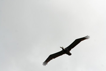 A Pelican bird gracefully soaring through a gray sky.