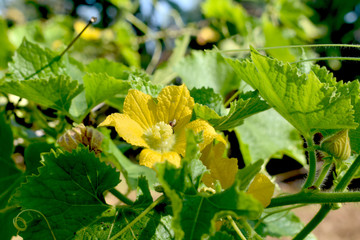 Yellow bloom flower.