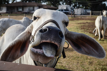 Brahman Cow Texas