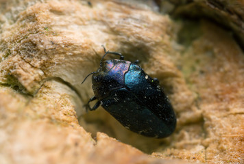 Macro photo of a jewel beetle, Trachys minuta on wood
