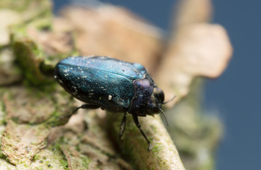 Macro photo of a jewel beetle, Trachys minuta on wood