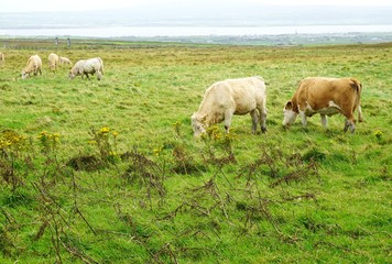 Naklejka na ściany i meble Cows grazing on Scotland's coast