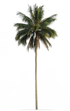 Coconut palm tree with green leaves isolated on white background