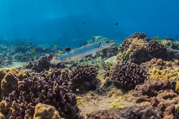 Angry Barracuda