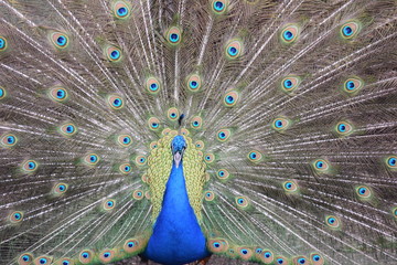 Obraz premium peacock