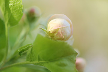 Apple Tree Flower. apple blossom on a gentle green  background. tender blooming spring background