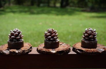 pinecones
