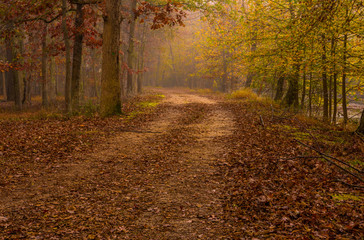 Obraz premium Late autumn forest background with fallen leaves and foggy trees 
