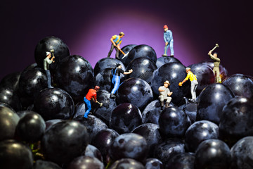 grape workers