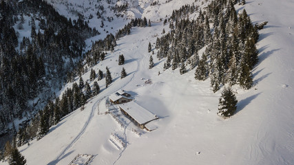 Aerial drone view of the snow-covered woods after a snowfall. Italian Alps