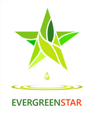 evergreen star