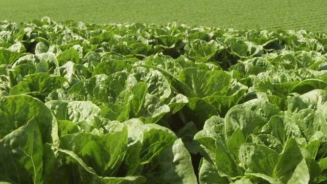 Large Lettuce Farm