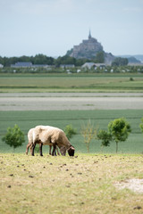 moutons devant le mont saint michel