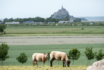 Naklejka na ściany i meble moutons devant le mont saint michel