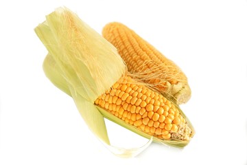 close-up of a delicious sweet corn