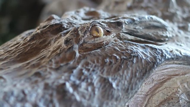 Closeup of a stuffed crocodile