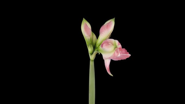 Time-lapse of opening Rozetta amaryllis Christmas flower 3a1 in PNG+ format with ALPHA transparency channel isolated on black background