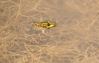 grenouille verte dans une mare