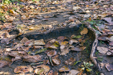 Roots through dirt and leaves