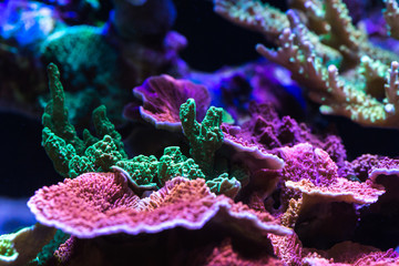 Close up of stony coral