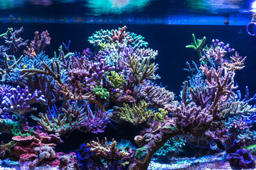 Naklejka na ściany i meble Aquarium corals reef