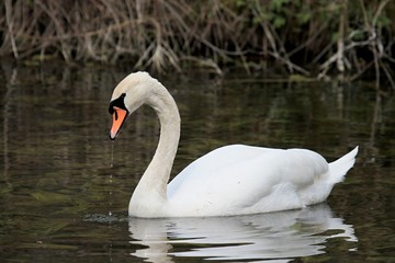 swan in a lake