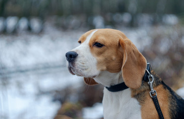 Beagle dog walking in the winter snowy forest